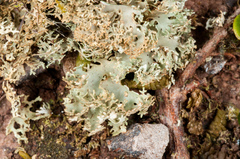 Pseudocyphellaria multifida