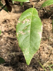 Mallotus claoxyloides