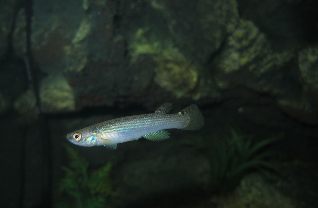 Redlined killi (Anablepsoides rubrolineatus) — Rivulidae