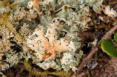 Pseudocyphellaria multifida