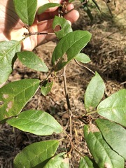 Mallotus claoxyloides