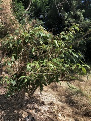 Mallotus claoxyloides