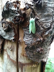 Arctiinae