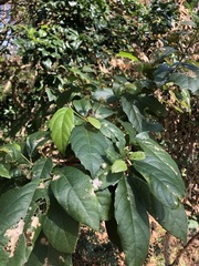 Mallotus claoxyloides
