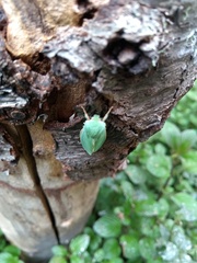 Arctiinae