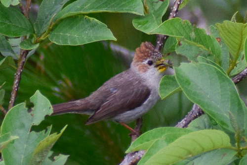 Yuhina castaniceps observed 2026-05-11
