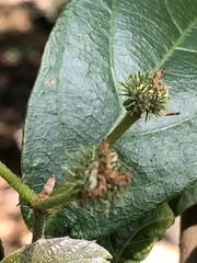 Mallotus claoxyloides