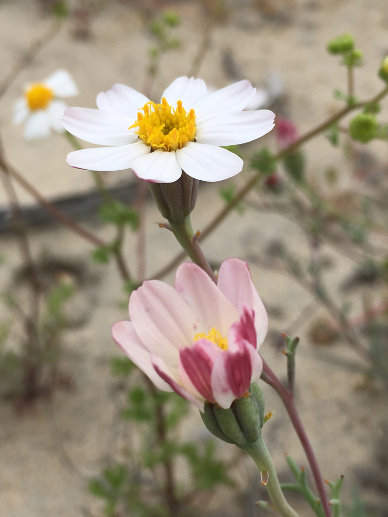 Nicolletia trifida