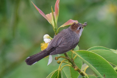 Yuhina castaniceps observed 2026-05-11