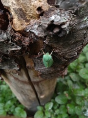 Arctiinae