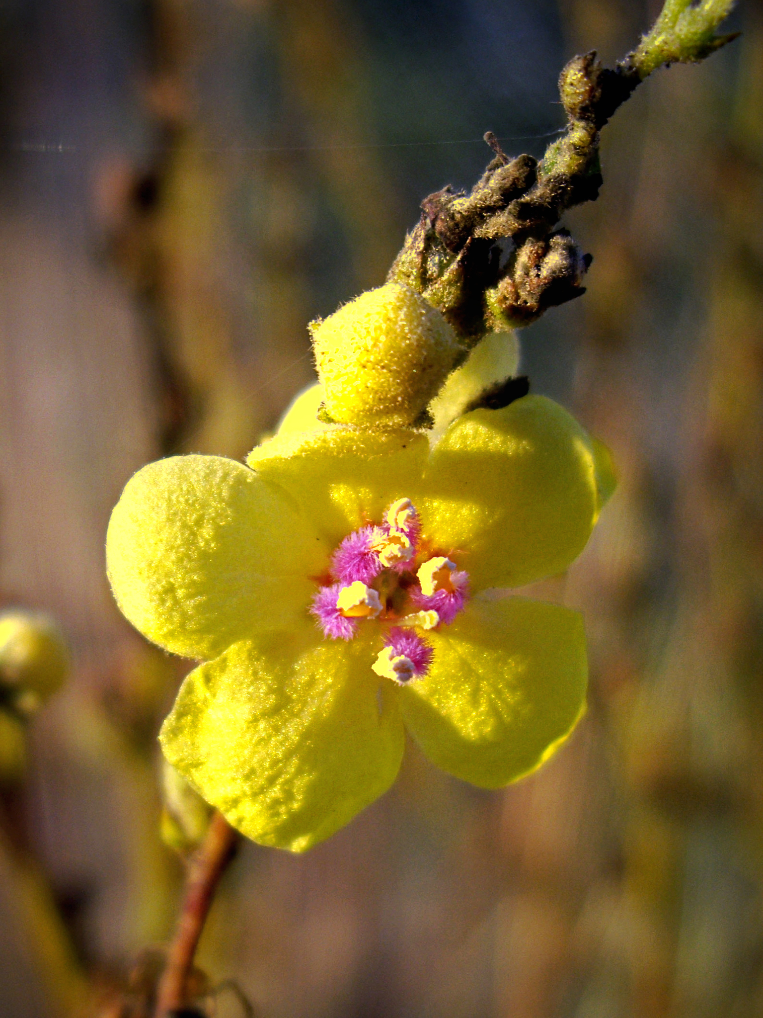 Verbascum sinuatum