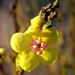 Verbascum sinuatum - Photo (c) .Bambo., μερικά δικαιώματα διατηρούνται (CC BY-NC-SA)