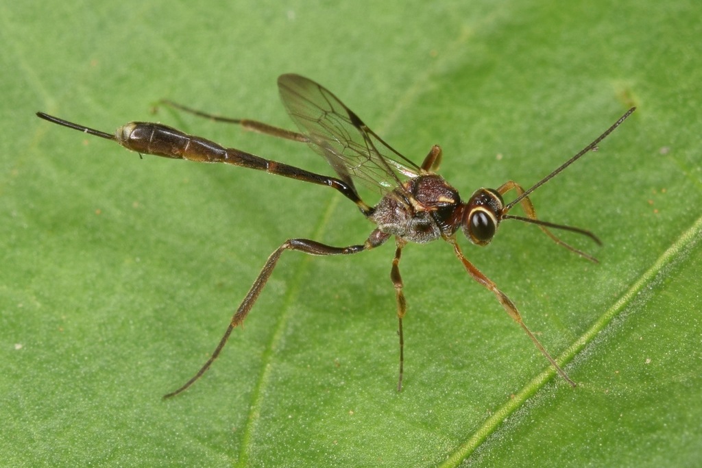 Narrow-waisted Wasps, Ants, and Bees