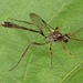 Formigas, Abelhas, Vespas e Vespas Parasitas e Parasitóides - Photo (c) skitterbug, alguns direitos reservados (CC BY), uploaded by skitterbug