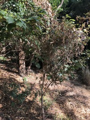 Mallotus claoxyloides