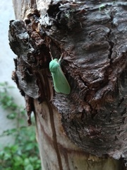Arctiinae