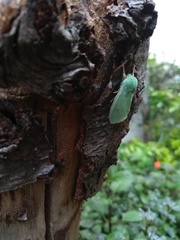 Arctiinae