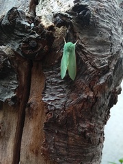 Arctiinae