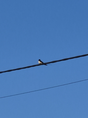 Barn Swallow