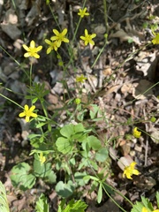 Ranunculus harveyi