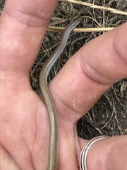 Aprasia striolata