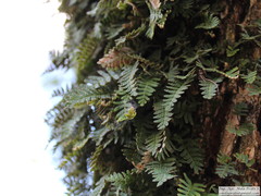 Pleopeltis minima
