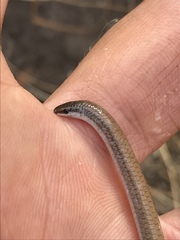 Aprasia striolata