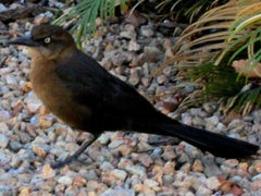 Quiscalus mexicanus