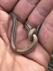Aprasia striolata