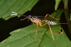 Polycyrtus neglectus