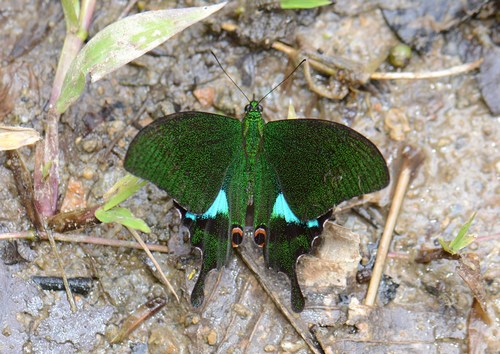 Paris Peacock