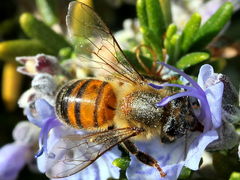 Salvia rosmarinus