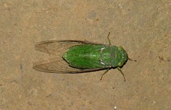Dundubia