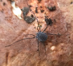 Ortholasma rugosum