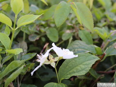 Pleopeltis minima
