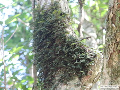 Pleopeltis minima