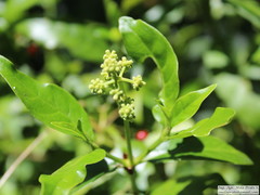 Psychotria carthagenensis