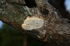 Hexagonia vesparia