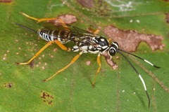Cryptanura septentrionalis