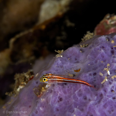 Helcogramma striata
