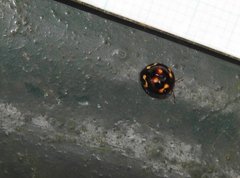 Derispia maculipennis