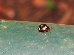 Derispia maculipennis