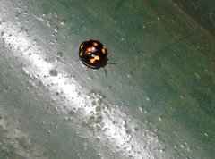 Derispia maculipennis