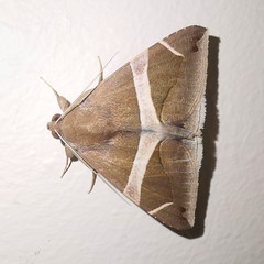 Bastilla arctotaenia