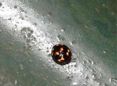 Derispia maculipennis