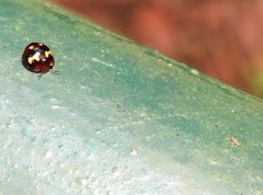 Derispia maculipennis