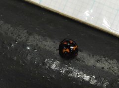 Derispia maculipennis