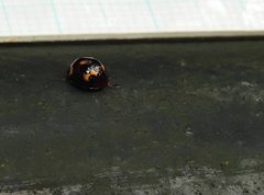 Derispia maculipennis