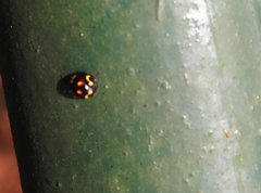 Derispia maculipennis