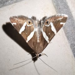 Grammodes pulcherrima